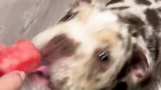 Rulphy eating watermelon????