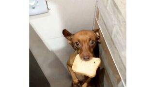 THIEF caught in ACTION!!