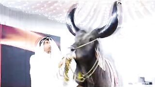 Chand bel