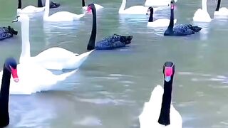 Ducks 4