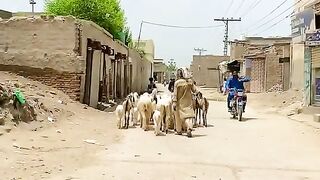 My village 15