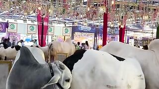 Cattle  manddi