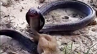 Combat cobra mangouste