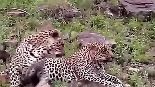 Flirt de leopards