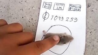Hamster kombat