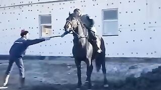 احترام الحصان جميل