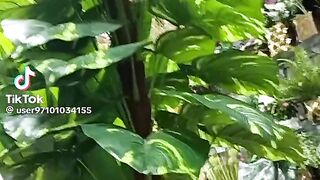 التميز الذهبي