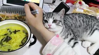 cat that gets in the way of eating