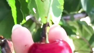 Harvest fruit 6
