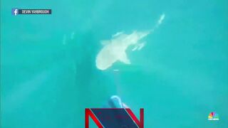 Back-to-back Florida shark attacks startle start to summer season
