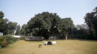 PM Modi feeds cows on Makar Sankranti at his residence.