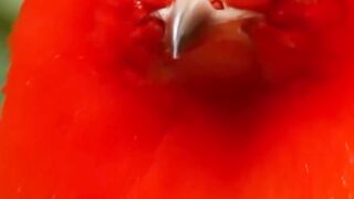 The flaming bowerbird wildlife Animals