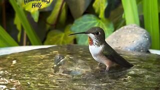 naturegram _birdlover wildlife