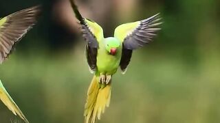 Green parrot lover's ????#febspot #Trending️