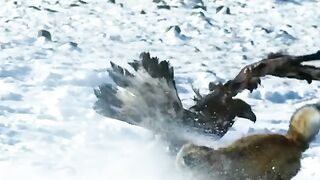 Eagle Attack on the fox????#Trending️ #febspot
