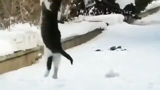 Cat fun????#febspot #Trending️