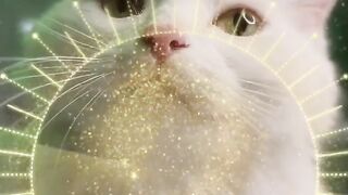 Cat russ