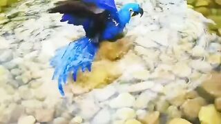 Blue Parrot pani mai nihatay hoe????#febspot #funny
