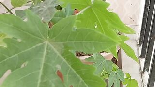 کیا خوبصورتی رکھی ہے الله پاک نے پودوں میں