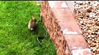 When Snakes Messed With The Wrong Opponent !