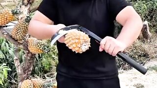 Harvest pineapple fruit