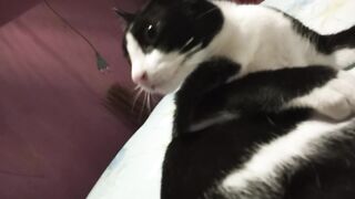 Cute Cat 25