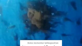Bagaimana cara menghilangkan JENTIK NYAMUK dikolam larva lele❓