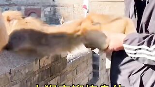 Funny video. Funny monkies.  China monkey mountain