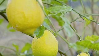 YELLOW LEMON
