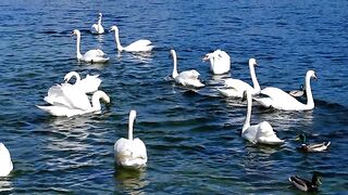 Nature Of Birds