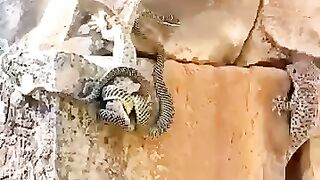 Snake fight with the lazerd ????#febspot #Trending️
