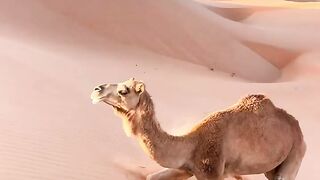 Camel life????#febspot #vairal