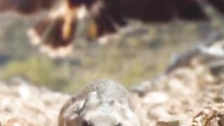 Eagle Attack on the Rat????#febspot #Trending️
