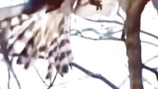 Eagle Attack????#febspot #funny