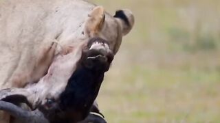 Wildlife Animals????#febspot #Trending️