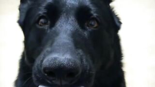 funny dog videos try not to laugh