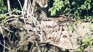 Tiger Attack on the crocodile ????????#febspot #Trending️