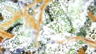 How To Clone Weed The Natural Organic Way (No Chemical rooting hormones)