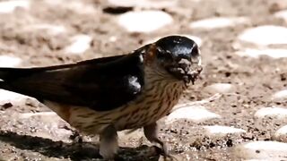 Bird apna Matti na new ghar bnany hoe????#febspot #Trending️