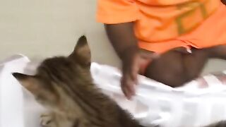 Les jumeaux et les chats ????????