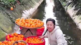Harvest fruit 7