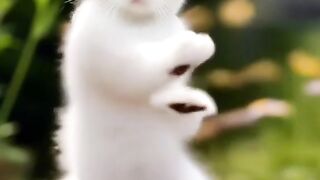Cat dance, viral cat