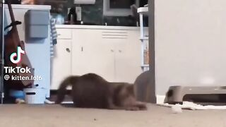 funny kitty????