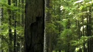 Paradise on earth #6: Zen journey to the heart of nature