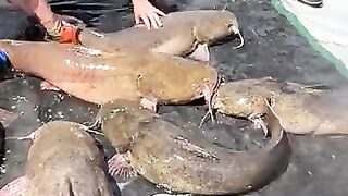 Cat fish