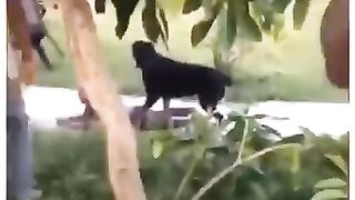 Man save boy from dog