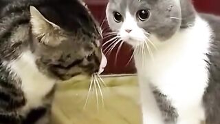 Cute fighting cat