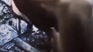 القرد يمزح مع الدجاجة