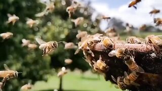 Bee life????#shortvideo #febspot #vairal