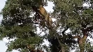 Loin on the tree????#febspot #funny
